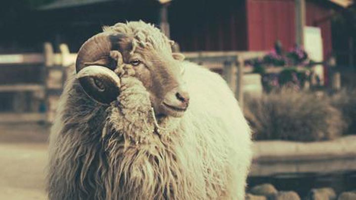 Նաւահօ-Չուրօ ոչխարի միսը նուրբ եւ քաղցր համ մը ունի: Ժամանակին ոչխարի այս տեսակը գրեթէ անհետացած էր: Այժմ անիկա կը նկատուի համեղ այլընտրանք մը` աւելի սովորական ոչխարի տեսակներուն: